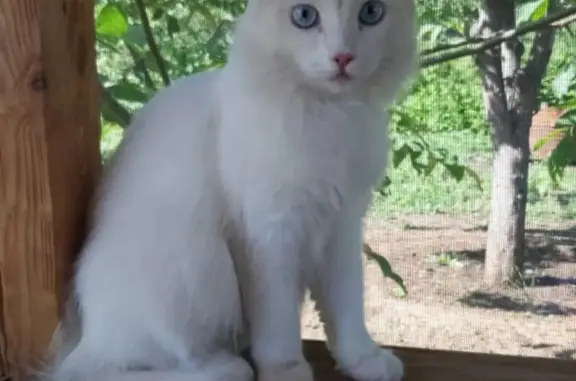 Кошки потеряшки, Санкт-Петербург, фото: Потеряшка кошка на пр. Наставников, 15дом