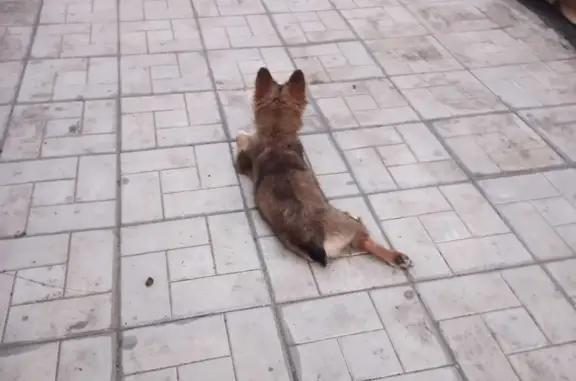 Собака с ошейником найдена на ул. Дзержинского