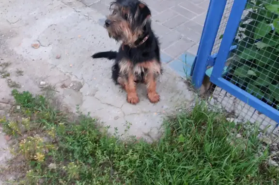 Собака Кобель найдена в Нижегородской области