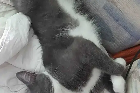 Кошки потеряшки, Москва, фото: Потеряшка кошка, ищем котика, адрес: Воскресенские Ворота, Москва