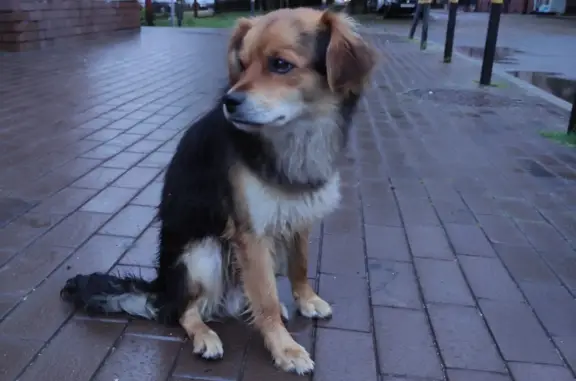 Найдена собака на Эпроновской, Калининград