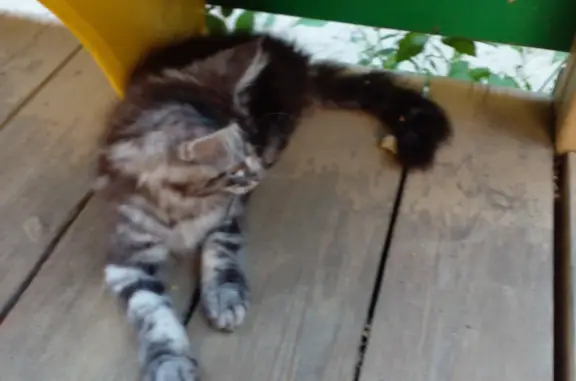 Найдена худая серая кошка Мейн-кун в Камышине