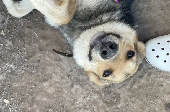 Пропала собака в Среднем Девятово, Татарстан