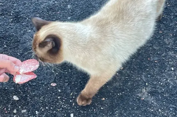 Пропала сиамская кошка в Мистолово, Ленинградская область