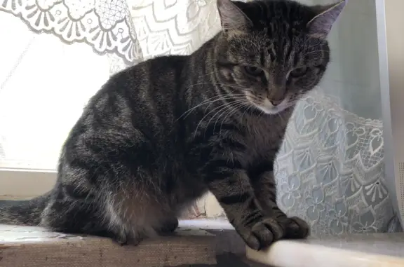 Кошки потеряшки, Санкт-Петербург, фото: Потеряшка кошка Мила, Моравский пер., 3 к3, СПб