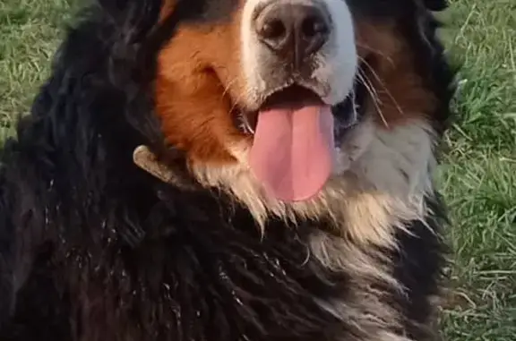 Пропал крупный собака в Московской области