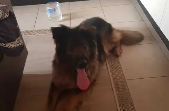 Найдена собака в Звенигороде, ищем хозяина