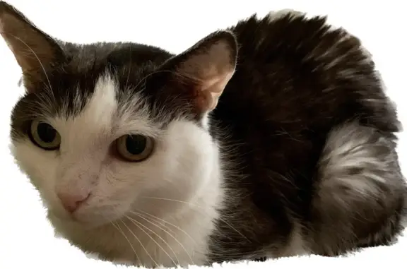 Пропала черно-белая кошка на ул. Татьяны Барамзиной, Ижевск