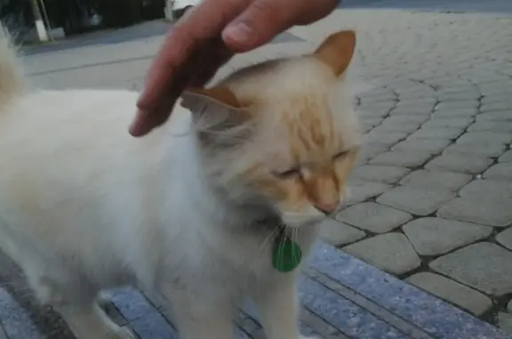 Найден котик с ошейником на ул. Лермонтова, 3, Симферополь