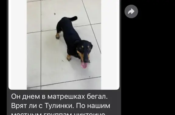 Найдена собака: мальчик такса, адрес - ул. Петухова, 156, Новосибирск