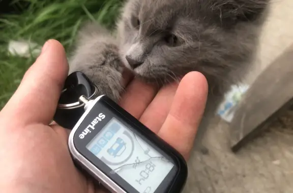 Найдена кошка на Московском тракте, Чита