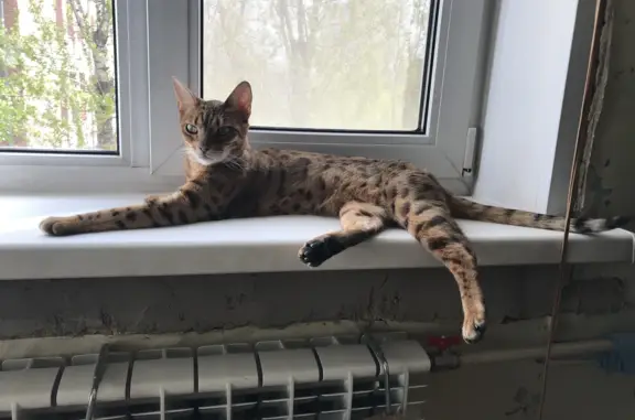 Кошки потеряшки, Москва, фото: Потеряшка Бенгальская кошка, Москва, 1-й Хорошёвский проезд, 12 к1