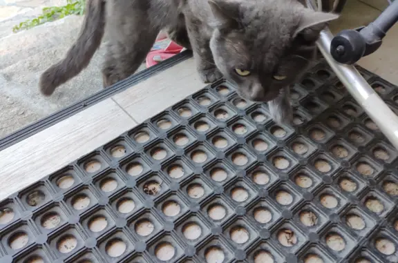 Найдена кошка на ул. Крылова 18, Качканар