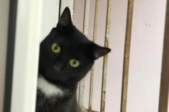 Кошки потеряшки, Москва, фото: Потеряшка стелизованная кошка: Маслов переулок, Москва