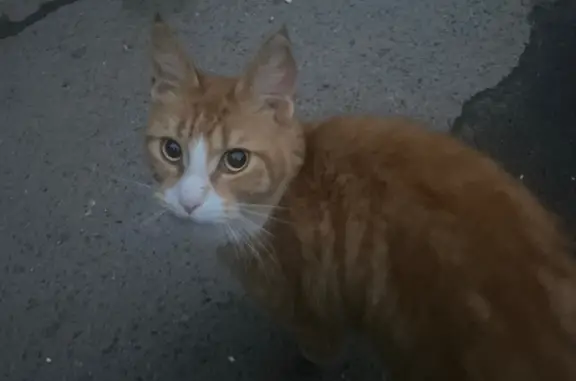 Найдена кошка мейн-Кун на Кавказской ул., Тамбов