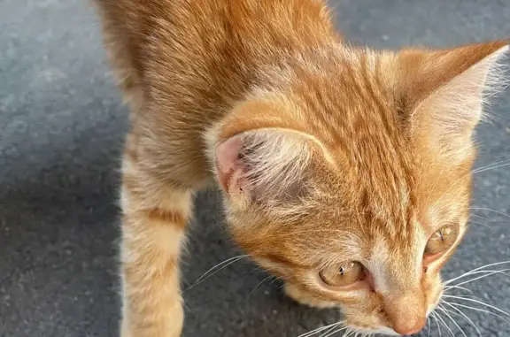 Найден контактный котенок на ул. Никитина, 248, Барнаул