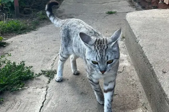 Найден домашний котенок на ул. Энергетиков, Дружино
