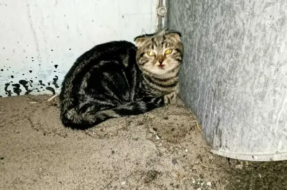 Найдена кошка с разбитым носом, Кронштадтская ул. 12, Пенза