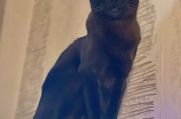 Пропал кот породы Бурма, цвет черный. Последний раз видели на Купеческой улице, Терема. Вознаграждение!
