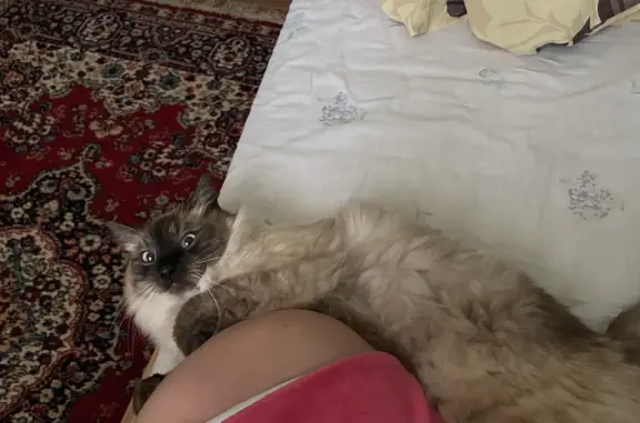 Кошки потеряшки, Москва, фото: Потеряшка кошка, Девочка, 2-3 года, Москва, Автомоторная ул., 5А