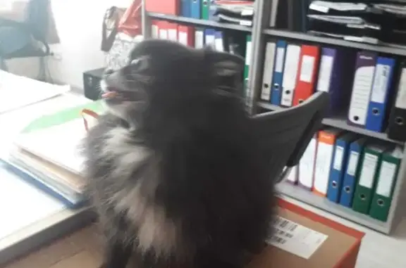 Найдена собака, Москва, фото: Потерянная собака, Ленинский проспект 37А, Москва