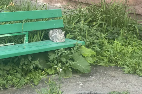 Найдена кошка на Кузнецком проспекте, 118А, Кемерово