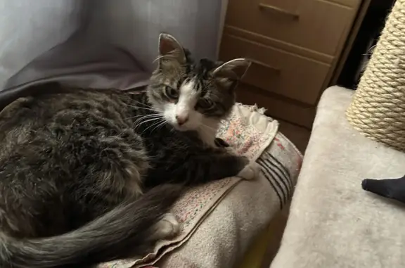 Найден котенок в Костроме, ищем хозяев