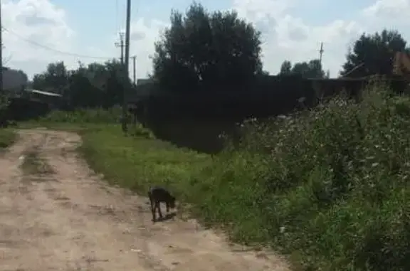 Найдена собака Щеночек, похож на добермана, пгт Новозавидовский