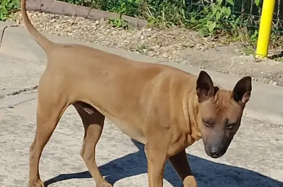 Найдена собака породы Тайский риджбек – объявления о найденных собаках  рядом с вами, найдём потеряшек вместе на Pet911.