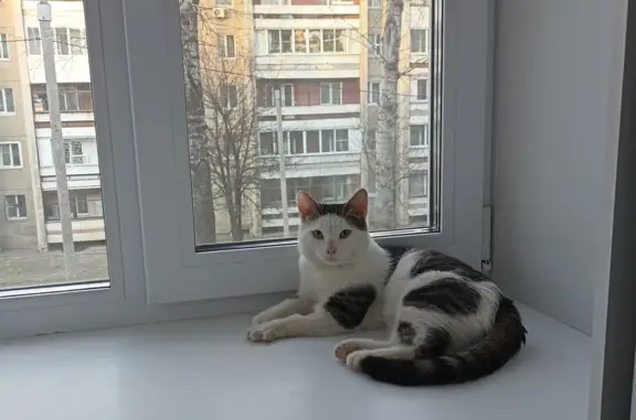 Пропала кошка Мальчик, ул. Напольная 323, Иркутск