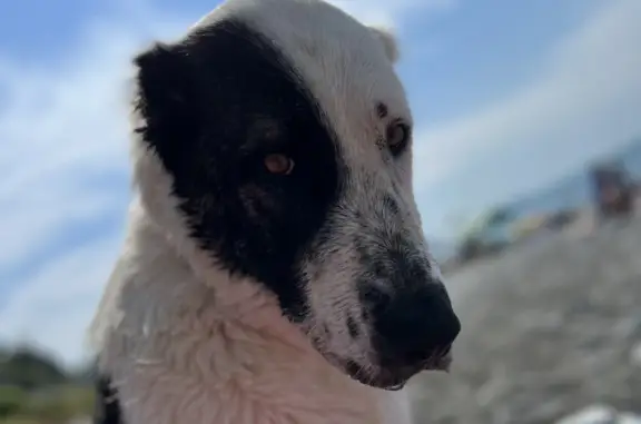 Найдена собака алабай, пол девочка, черно/белый окрас, на пляже Батумское шоссе, 2А
