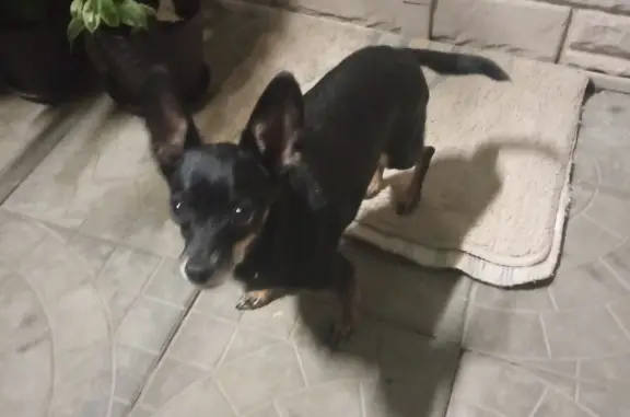 Собака Кабель найдена на трассе в Волгоградской области