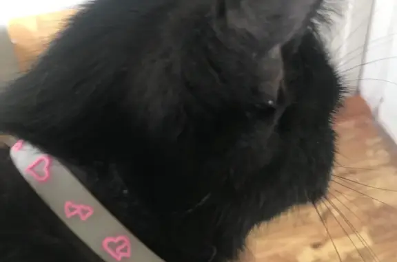 Найдена черная кошка с ошейником на ул. Гоголя, 36А