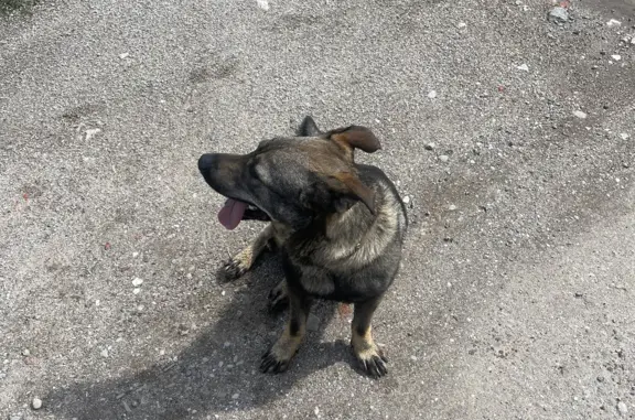 Собака найдена в Малом Исаково, Калининградская область