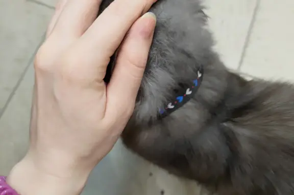 Найдена кошка, Ростов-на-Дону, фото: Найдена кошка: Будённовский просп., 93, Ростов-на-Дону