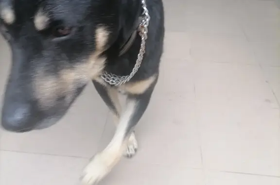Найдена собака с кабелем в ошейнике в Керчи, Крым