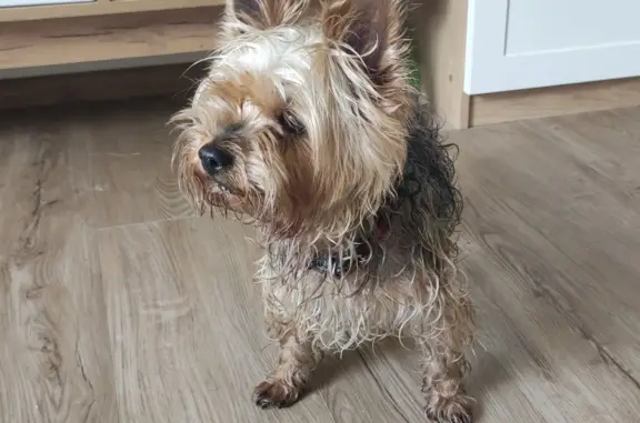 Найдена собака, Москва, фото: Найден йоркширский терьер, Малая Калитниковская ул., 2к1, Москва