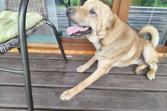 Собака МАльчик найдена в Решемском поселении