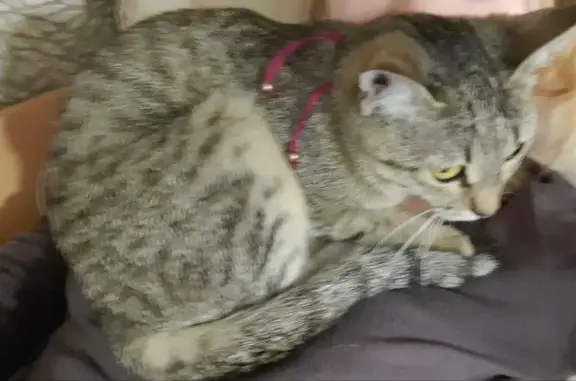 Кошки потеряшки, Ульяновск, фото: Потеряшка кошка Серокоричнивая на Автозаводской улице, 53