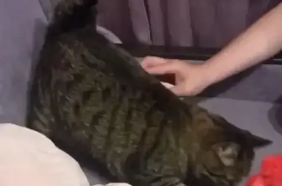 Потерянные животные Москва, фото: Пропала полосатая кошка на ул. Планерная, 12 к4, Москва