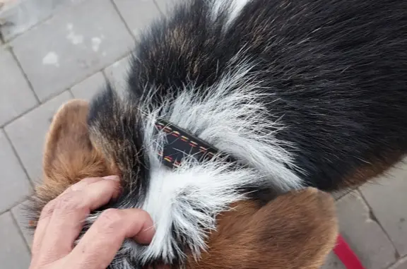 Найдена собака, Нижний Новгород, фото: Собака прибилась к Московскому шоссе, ищет хозяина