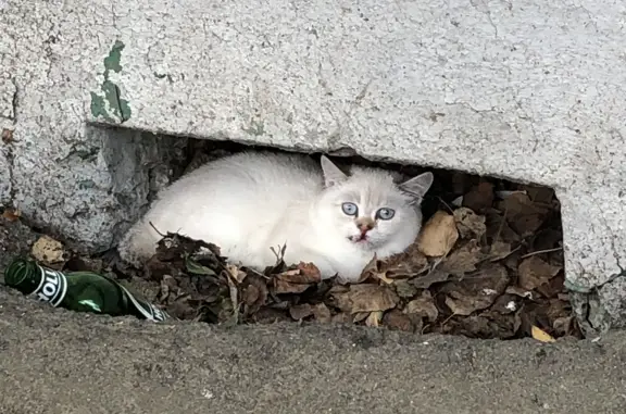 Потерянная кошка, Мичуринская ул. 165, Тамбов