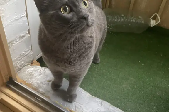 Найдена кошка Кот, похож на британскую породу, улица Льва Толстого, 29