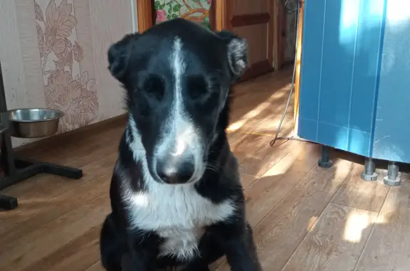 Собака Чёрно-белая, 4-5 мес., ручная, Космический проспект, Омск