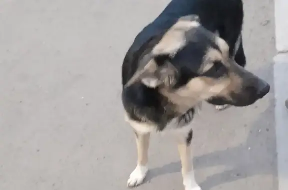 Пропала собака в районе Большого острова. Найдена на 2-й Шубзаводской улице, 31, Чита.
