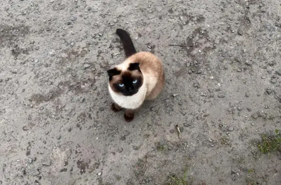 Пропала кошка в Незнамово, помогите!