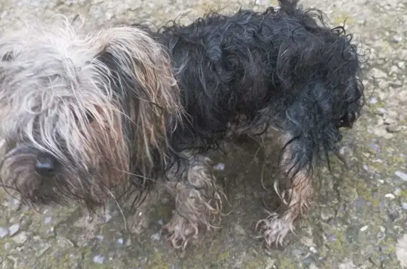 Найдена собака йоркширского терьера на пр. Карла Маркса