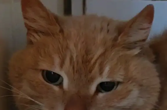 Найдена кошка Кот на заправке Газпром