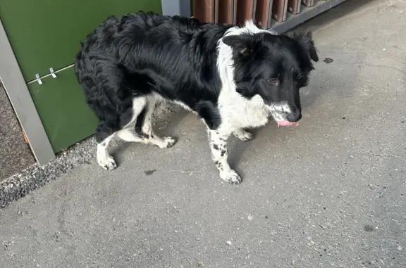 Найдена собака, Москва, фото: Собака на пр. Мира, 102, Москва