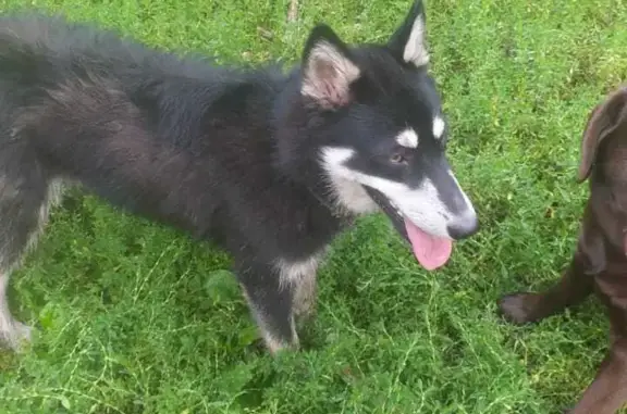 Собака Метис хаски найдена в Новосибирске, ул. Сибиряков-Гвардейцев, 12.